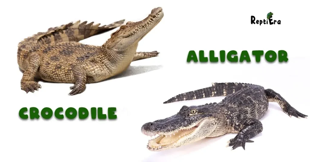 What Do Alligators And Crocodiles have in common?