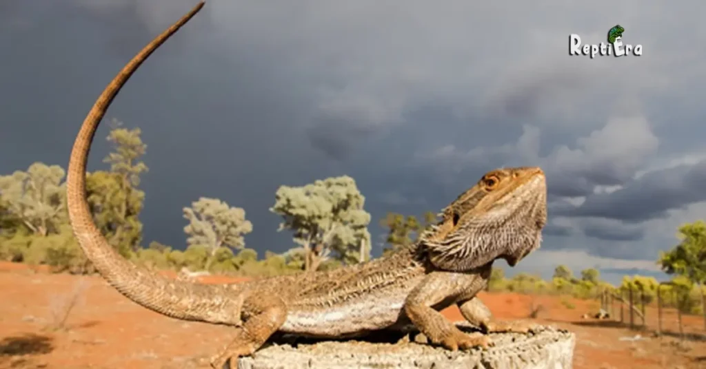 How Fast Can A Bearded Dragon Run