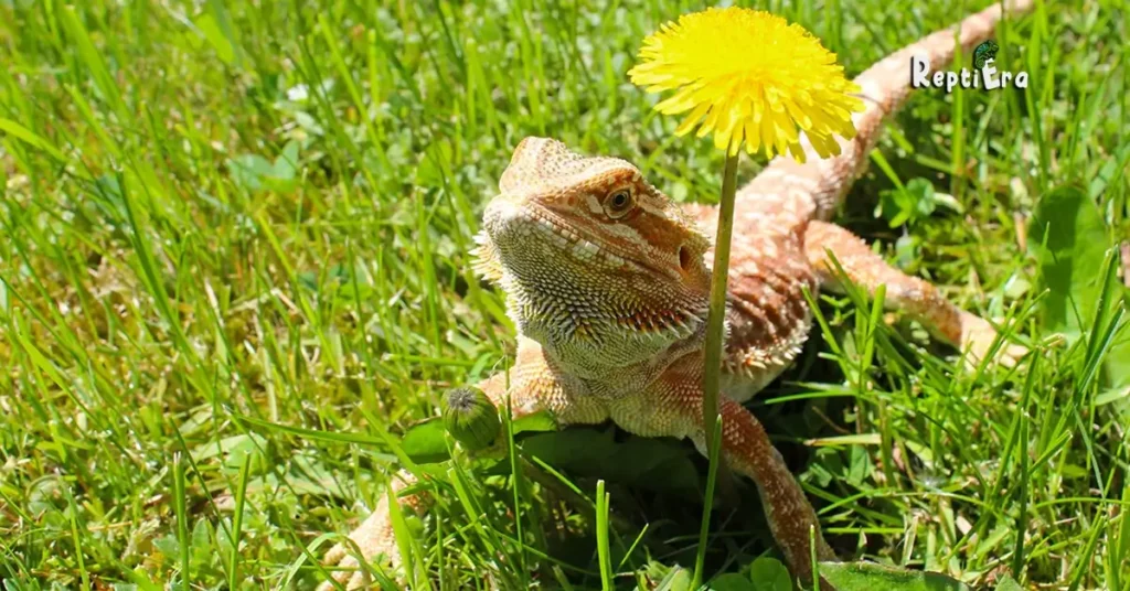 How Fast Can A Bearded Dragon Run