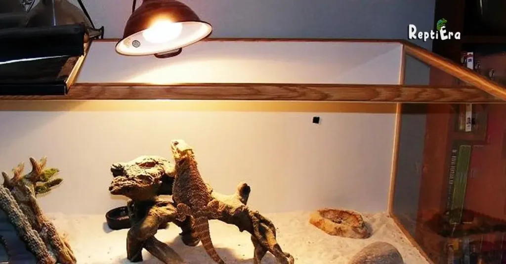 Do Bearded Dragons Need Heat At Night 