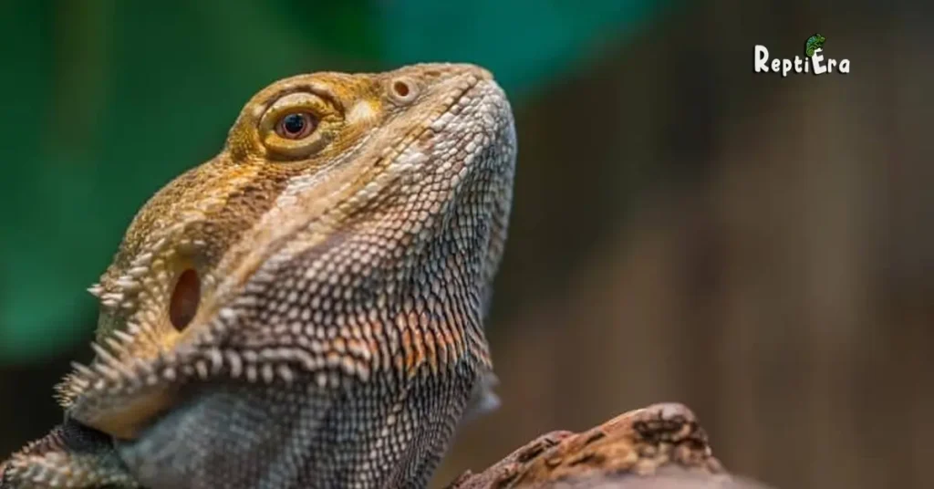 Why Do Bearded Dragons Puff Up