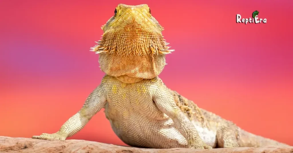 Why Do Bearded Dragons Puff Up