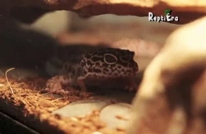 Do Leopard Geckos Like To Be Petted - ReptiEra