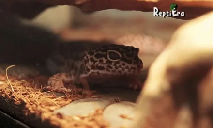 Do Leopard Geckos Like To Be Petted: 11 Ways to Bond with Him