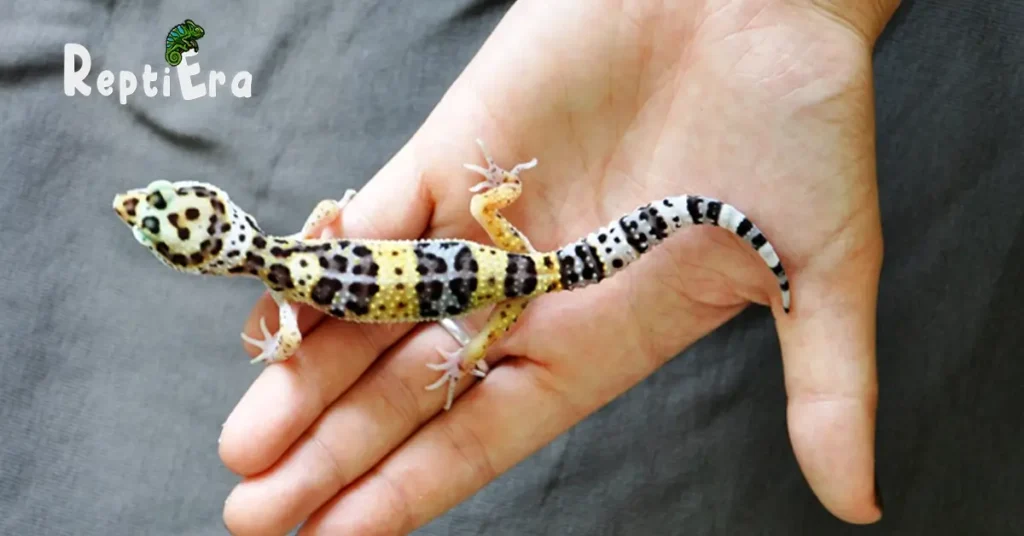 Do Leopard Geckos Like To Be Petted