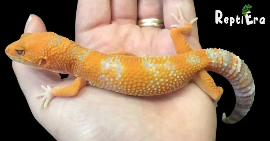 Do Leopard Geckos Like To Be Petted