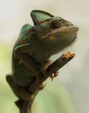 Footer Image Chameleon ReptiEra