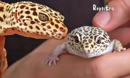 Geckos Unveiled: Are Leopard Geckos Good Pets?
