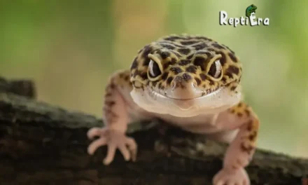 Brainy Or Baffled: Are Leopard Geckos Smart Or Dumb
