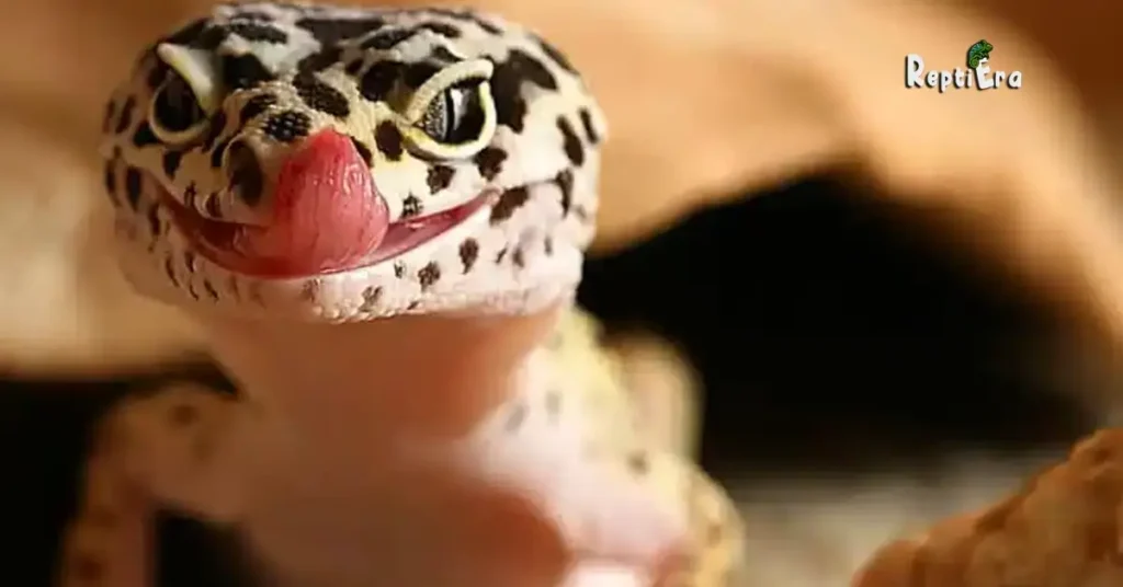 Can Leopard Geckos Eat Veggies