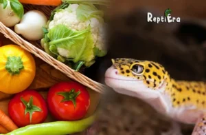 Can Leopard Geckos Eat Veggies