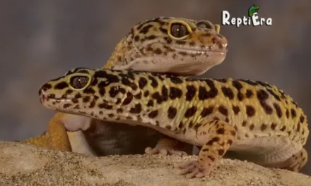 Community Living: Can Leopard Geckos Live Together – Is It Safe?