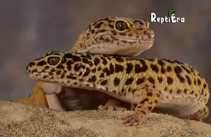 Community Living: Can Leopard Geckos Live Together – Is It Safe?