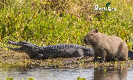 Gator vs Capybara: Do Alligators Eat Capybaras?