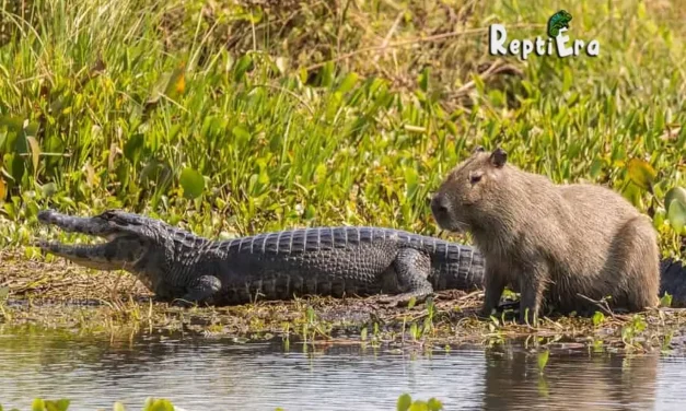 Gator vs Capybara: Do Alligators Eat Capybaras?