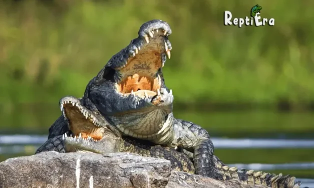 Do Alligators Eat Each Other? – (Shocking Survival Tactics!)