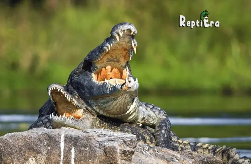 Do Alligators Eat Each Other? – (Shocking Survival Tactics!)