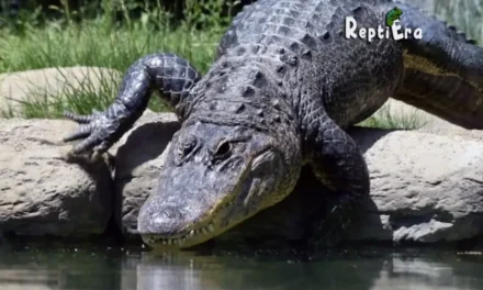Do Alligators Go In Saltwater: Alligator Overview