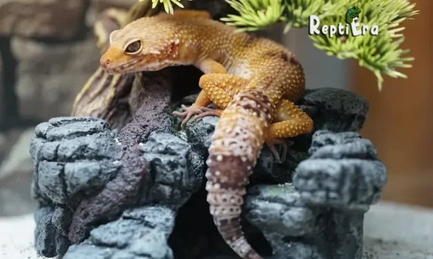 Upward Geckos: Do Leopard Geckos Climb