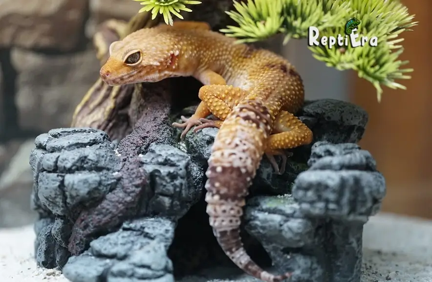 Upward Geckos: Do Leopard Geckos Climb