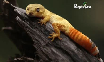 Do Leopard Geckos Get Bored: Find Out The Truth