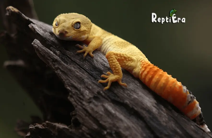 Do Leopard Geckos Get Bored: Find Out The Truth