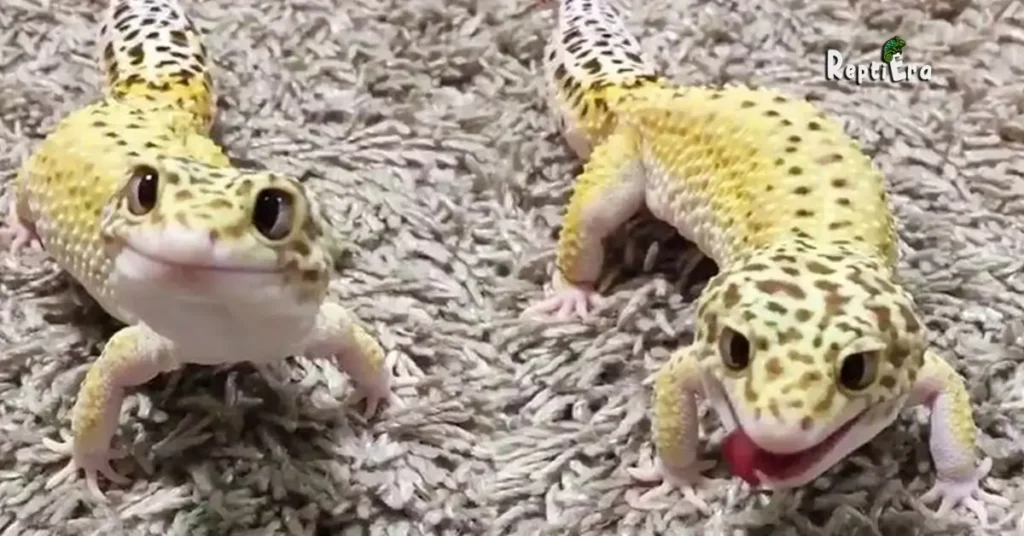 Can Leopard Geckos Live Together 