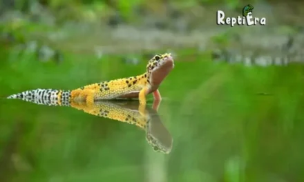 Do Leopard Geckos Need Baths