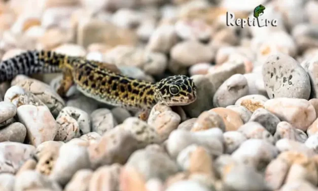 Gecko Care: Do Leopard Geckos Need Misting?