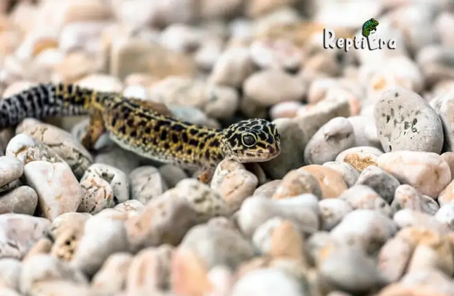 Gecko Care: Do Leopard Geckos Need Misting?