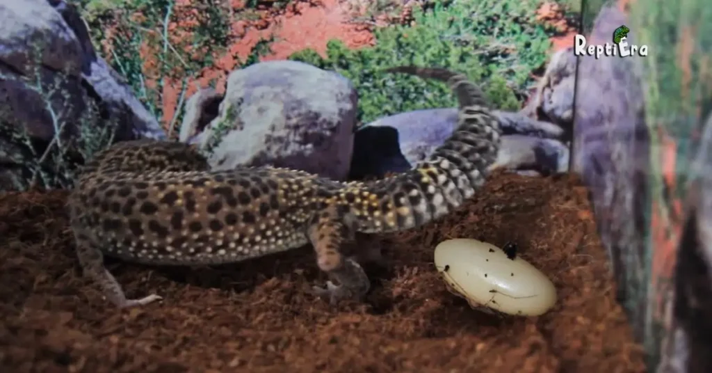 How Many Eggs Do Leopard Geckos Lay