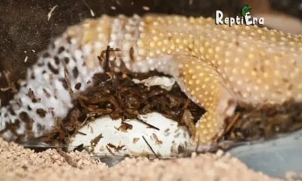 Egg Count: How Many Eggs Do Leopard Geckos Lay