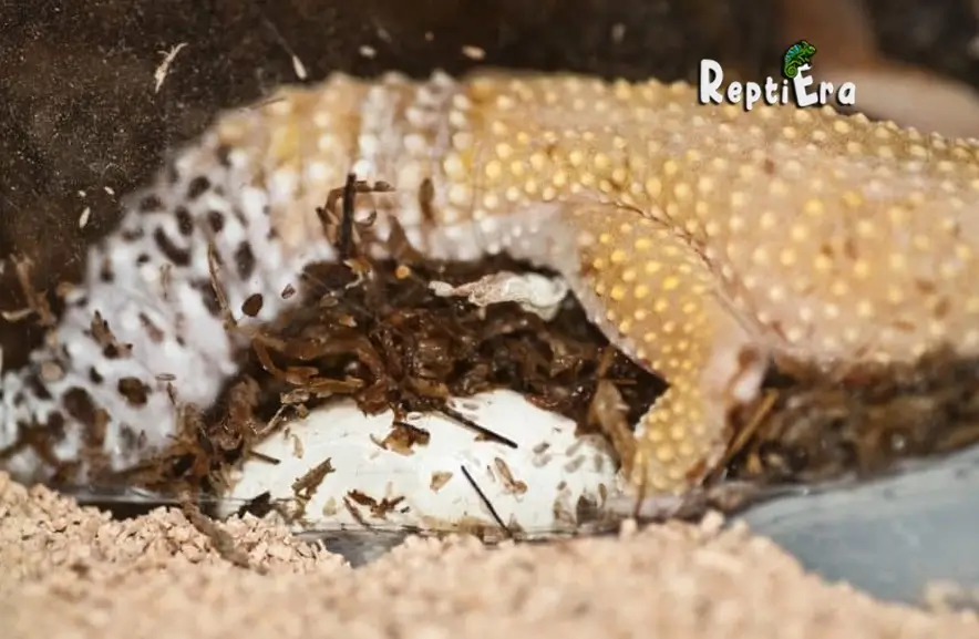 Egg Count: How Many Eggs Do Leopard Geckos Lay