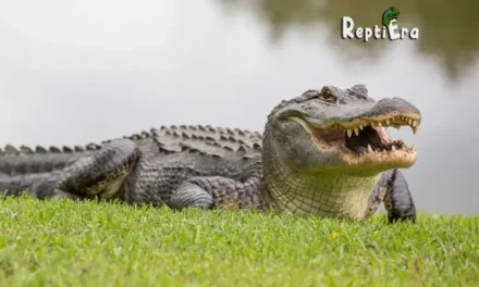 How Much Do Alligators Eat Per Day? – (Unexpected Facts)