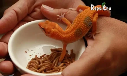 Feeding Finesse: How Much To Feed Leopard Gecko