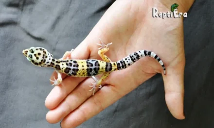 Gecko Buddies: How To Bond With Your Leopard Gecko
