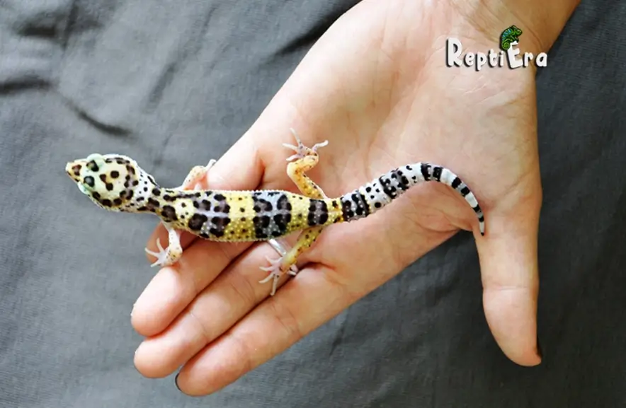 Gecko Buddies: How To Bond With Your Leopard Gecko