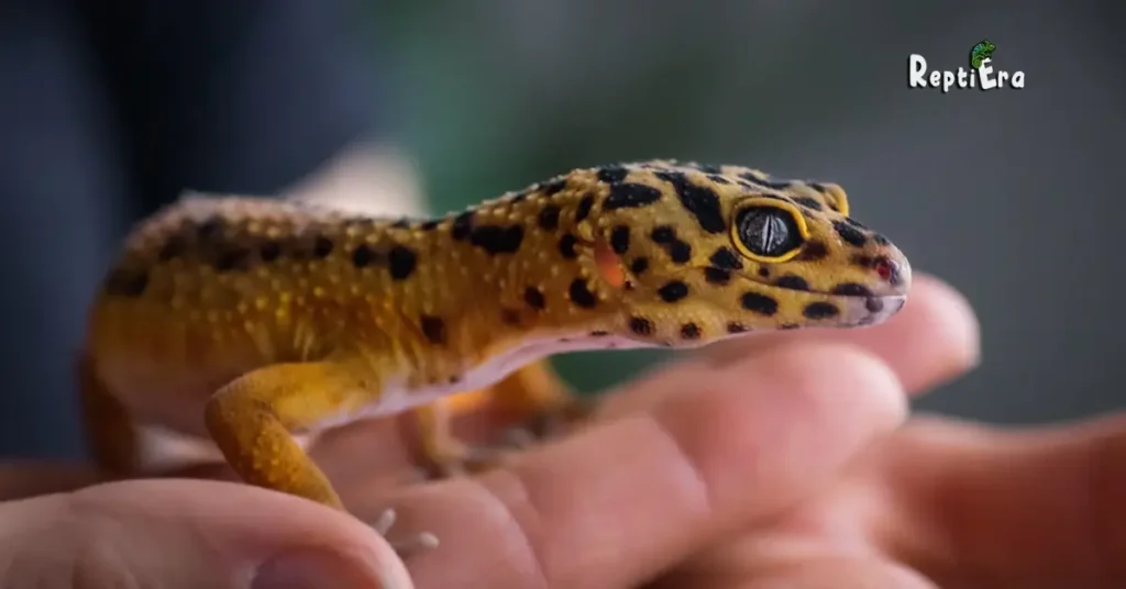 How To Bond With Your Leopard Gecko