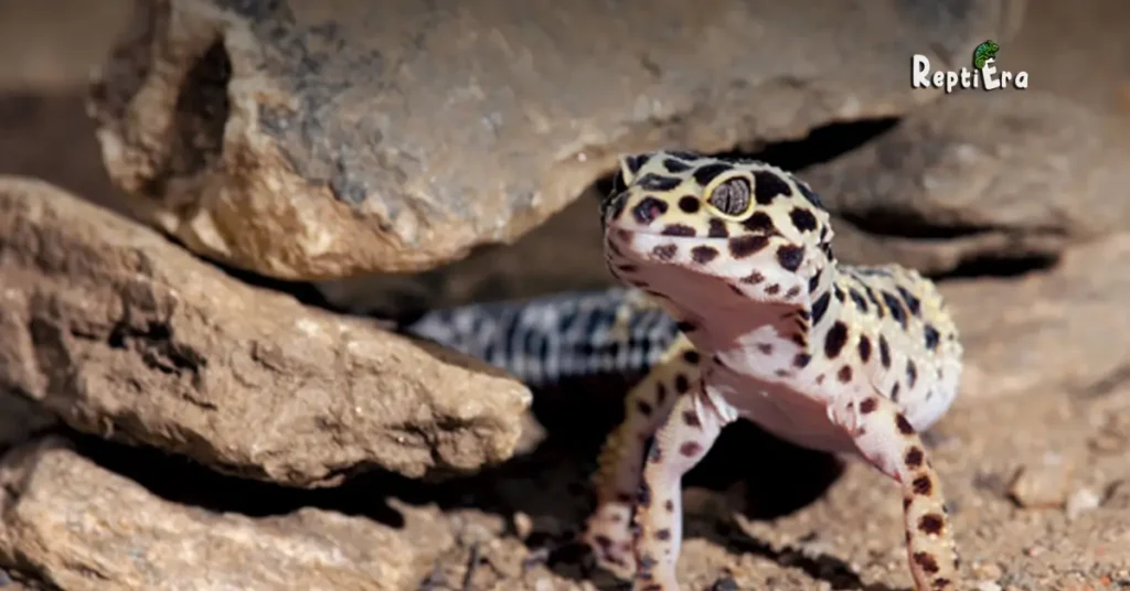 Why is my leopard gecko trying to escape