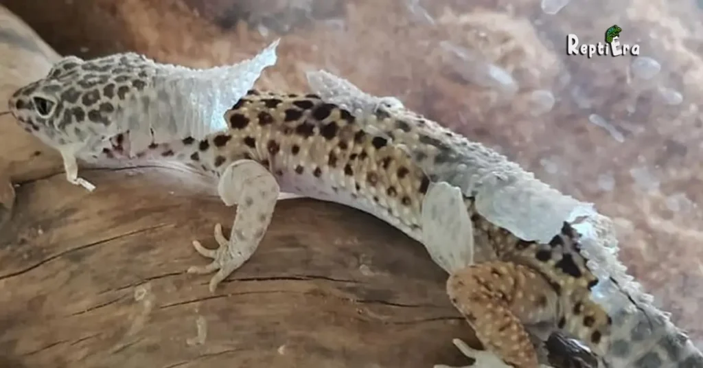 Why Is My Leopard Gecko Digging