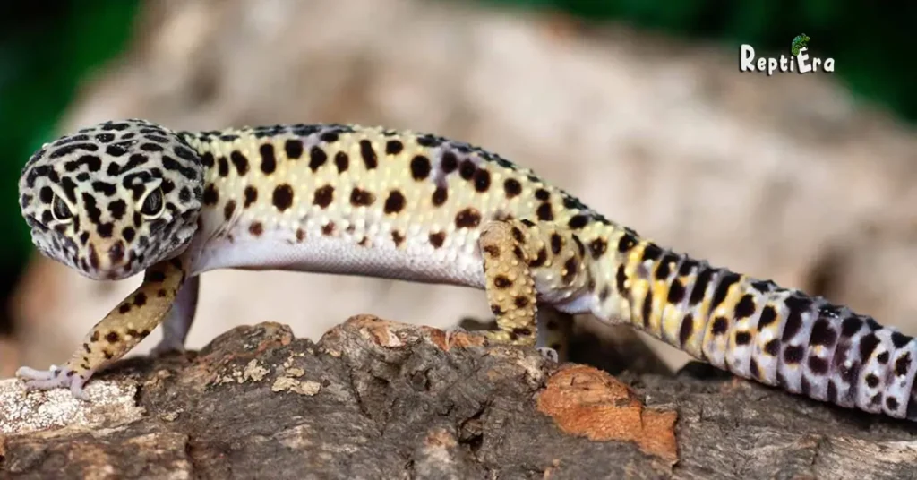 Do Leopard Geckos Climb