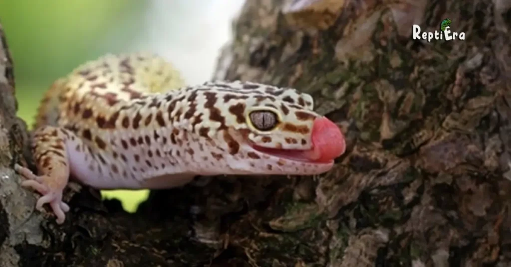 Why is my leopard gecko licking his bum