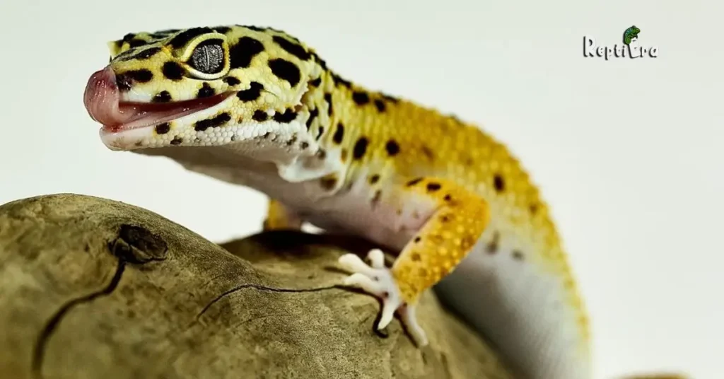 Why Does My Leopard Gecko Lick Me