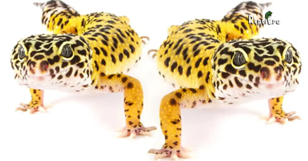 Can Leopard Geckos Live Together 