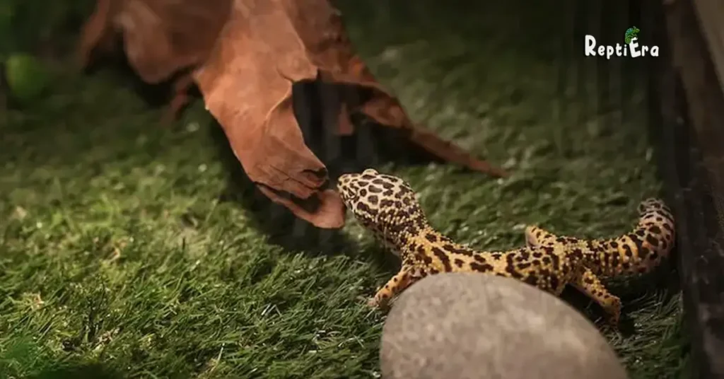 Do Leopard Geckos Need Substrate