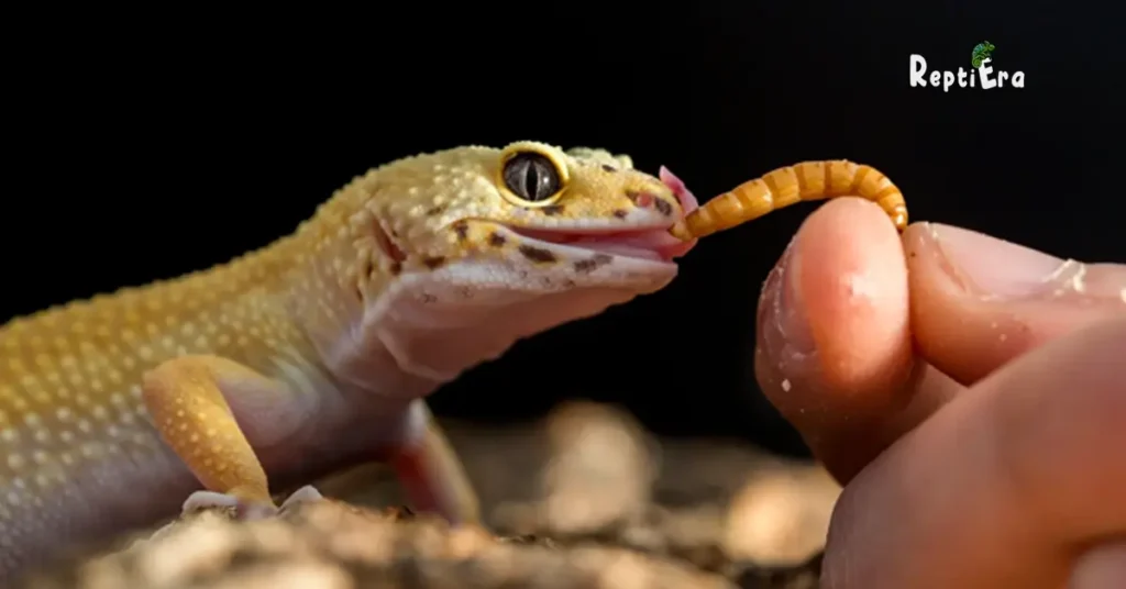 How To Bond With Your Leopard Gecko