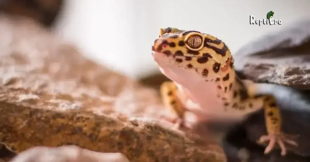 Are Leopard Geckos Good Pets