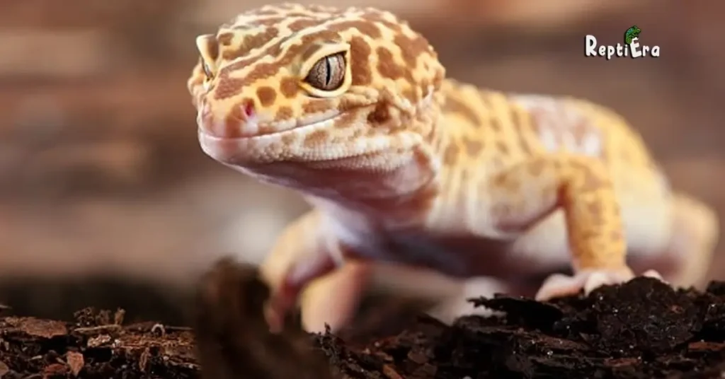 Do Leopard Geckos Need Substrate