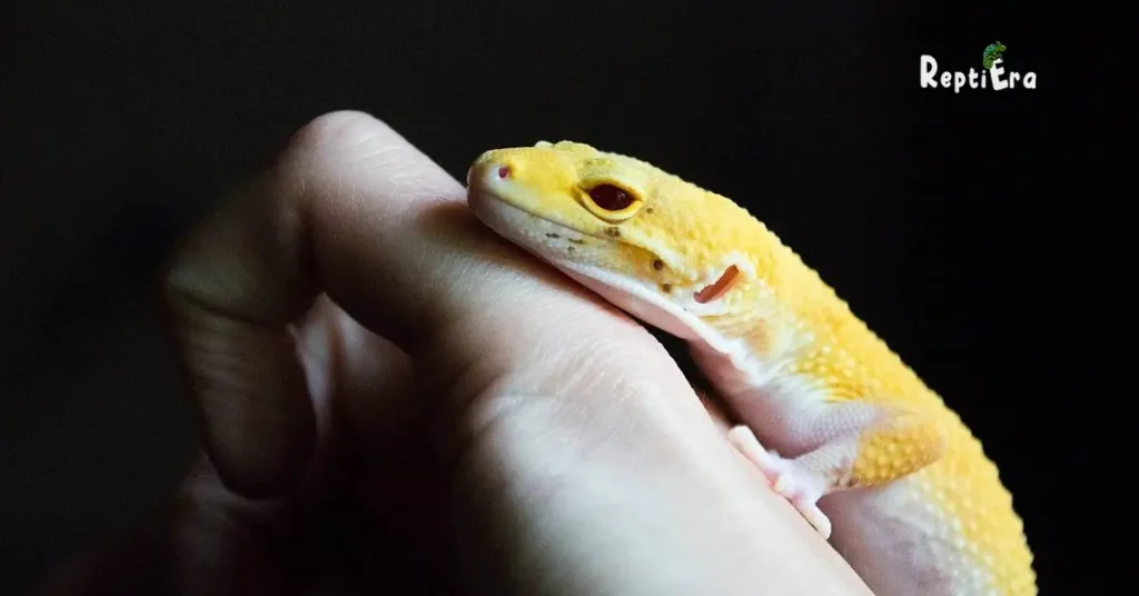 Why Do Leopard Geckos Bite