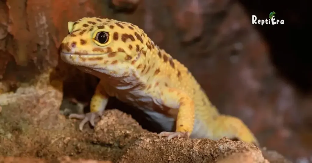 Are Leopard Geckos Good Pets